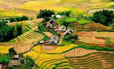 Rice terraces in Sapa, Vietnam, showcasing stunning natural beauty and vibrant colors.