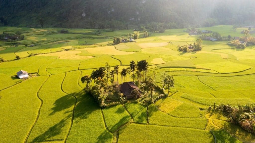 Rice terraces in Hanoi's scenic countryside, lush and vibrant.