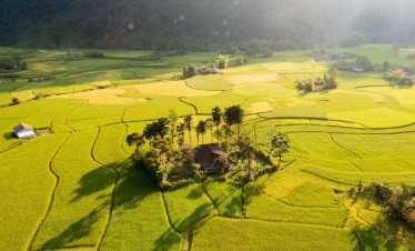 Rice terraces in Hanoi's scenic countryside, lush and vibrant.