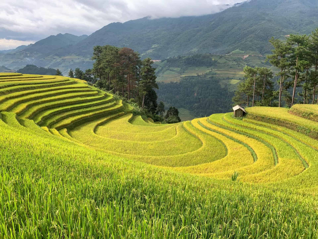 Rice terraces in Vietnam's scenic mountain landscape.