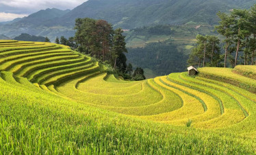 Rice terraces in Vietnam's scenic mountain landscape.