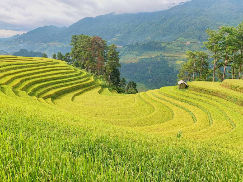 Rice-terraces-viettrendtour-yenbai.