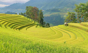 Rice-terraces-viettrendtour-yenbai.