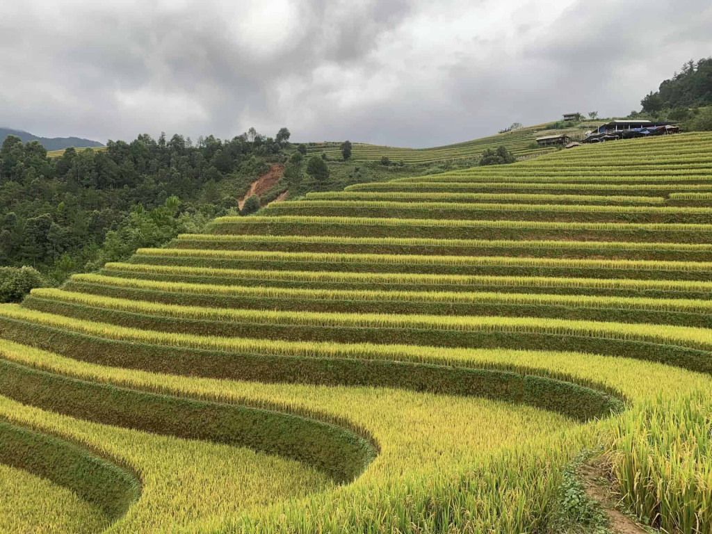 Hanoi-countryside-rice-terraces-viettrendtour.