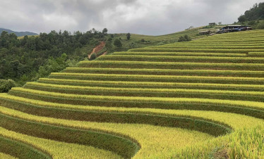Hanoi-countryside-rice-terraces-viettrendtour.