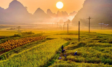 Vietnam rice fields at sunset with farmers working in lush green paddies.