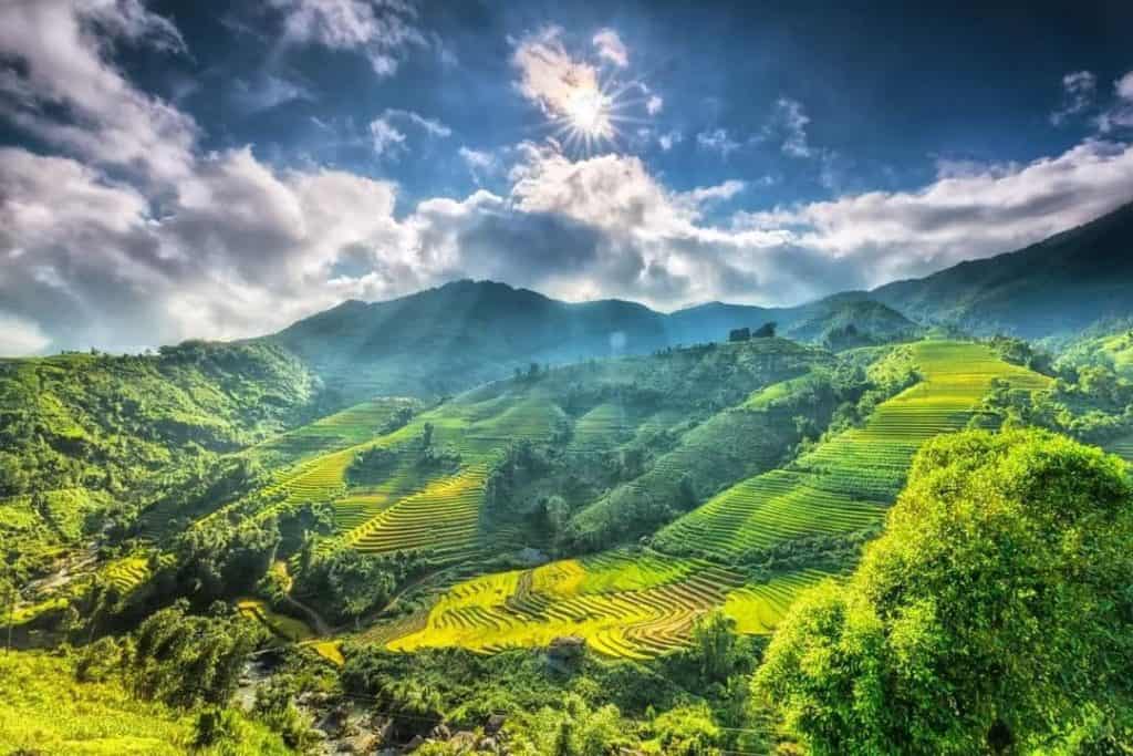 Rice terraces in Sapa showcasing lush green landscapes and vibrant scenery.