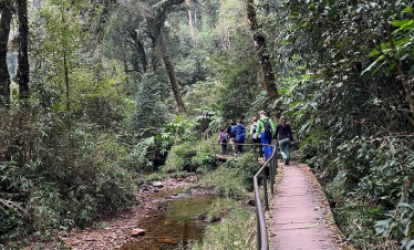 Hiking trail through lush forest with a small stream, perfect for nature lovers exploring Vietnam’s.
