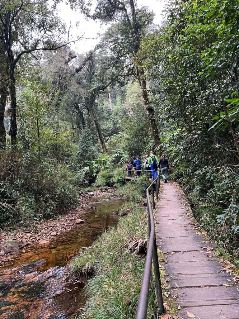 Hiking trail through lush forest with a small stream, perfect for nature lovers exploring Vietnam’s.