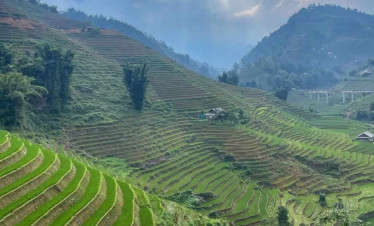 Rice terraces in Sapa with lush green scenery and mountain views.