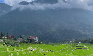 Rice terraces in Sapa with lush green fields and mountain views.