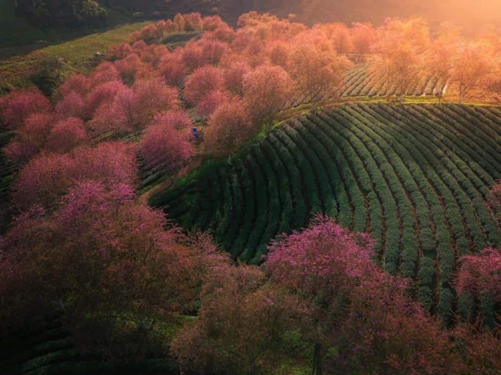 Pink Blossom Tea Garden - Serene landscape with blooming pink trees and lush green tea fields.