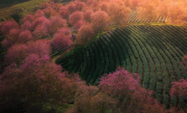 Pink Blossom Tea Garden - Serene landscape with blooming pink trees and lush green tea fields.