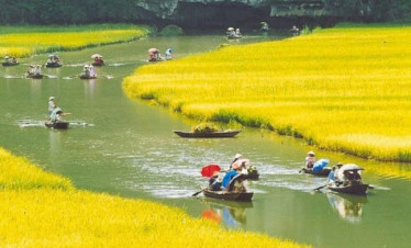 Rice field boat tour in Vietnam's lush landscapes. Experience serenity and natural beauty on a peace.
