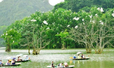 Floating market scene with boats and lush greenery.