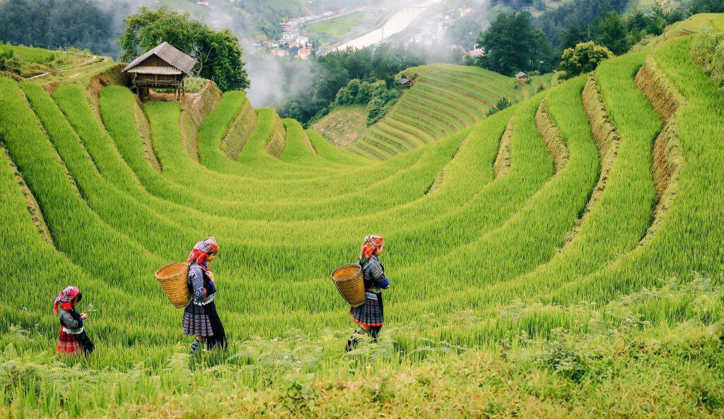 Rice terraces in Sapa with local farmers walking through the lush fields.