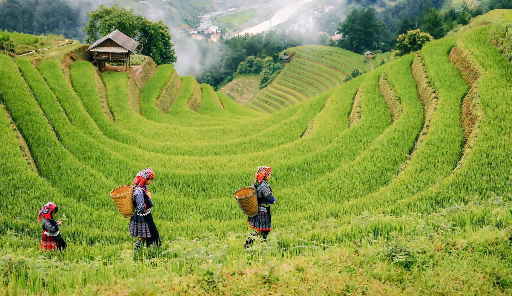 mucang-chai