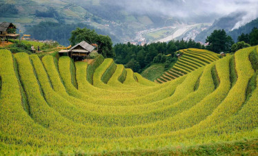 Rice-terraces-sapa-viettrendtour.