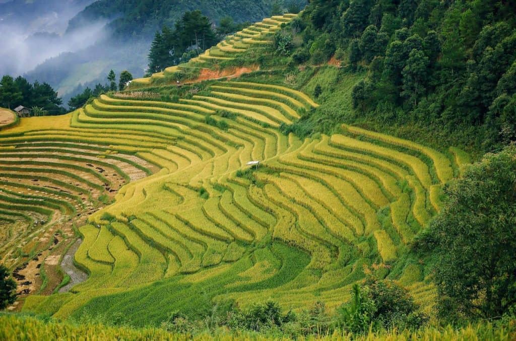 Terraced rice fields in Sapa showcasing stunning mountain scenery and lush greenery.