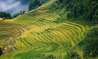 Terraced rice fields in Sapa showcasing stunning mountain scenery and lush greenery.