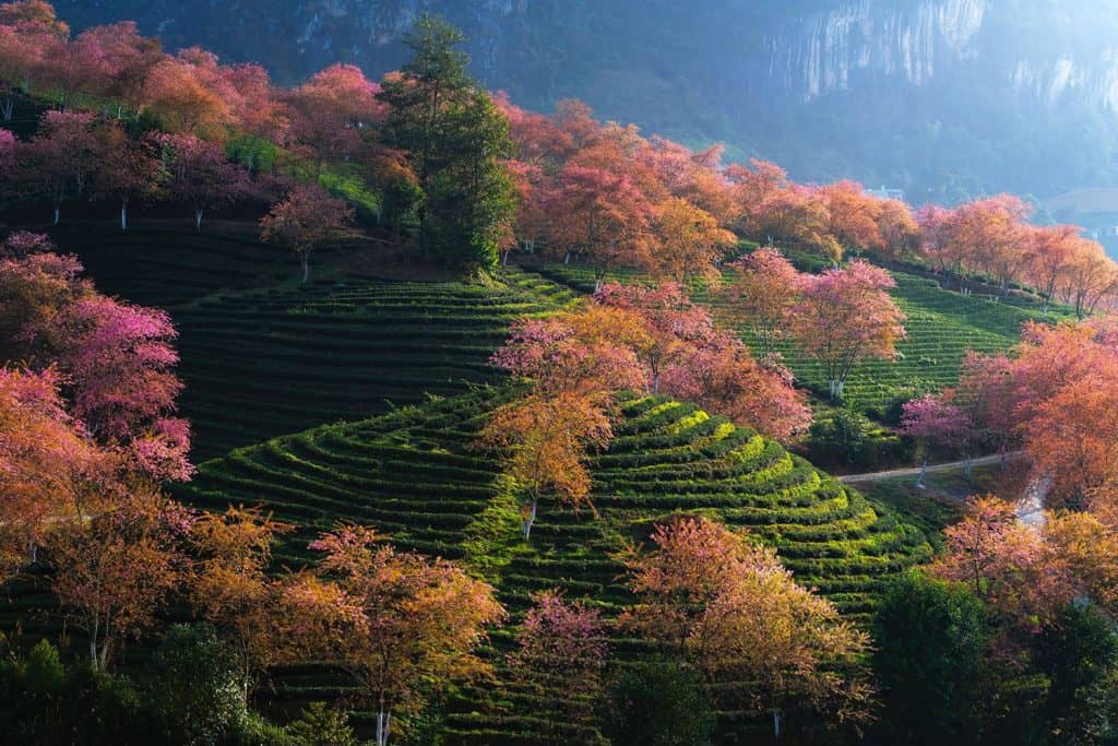 Tea-terrace-sapa-viettrendtour.