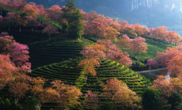 Tea-terrace-sapa-viettrendtour.