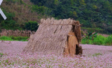 Pink Flower Field Vietnam - Serene landscape with blooming flowers and rustic hut.