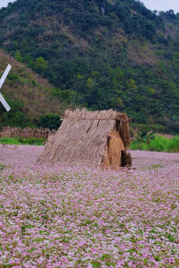 Pink Flower Field Vietnam - Serene landscape with blooming flowers and rustic hut.