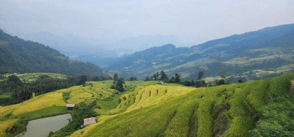 Rice terraces in Sapa showcasing stunning mountain scenery and lush greenery.