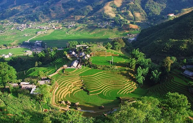 Rice terraces in Sapa showcasing lush greenery and stunning mountain views.
