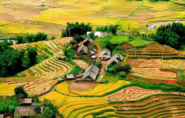 Stunning terraced rice fields in Sapa evoke tranquility and natural beauty, perfect for an unforgett.