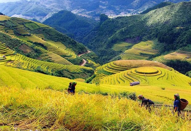 Terraced rice fields in Sapa showcasing stunning natural beauty and vibrant colors.