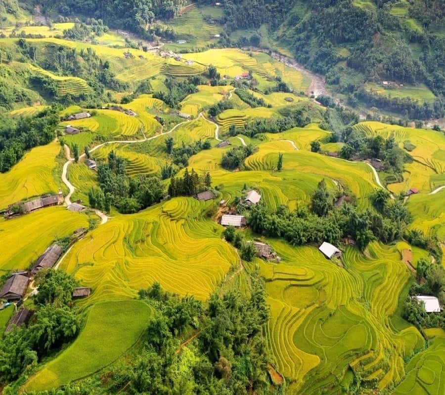 Terraced rice fields in Sapa showcasing lush green and golden hues.