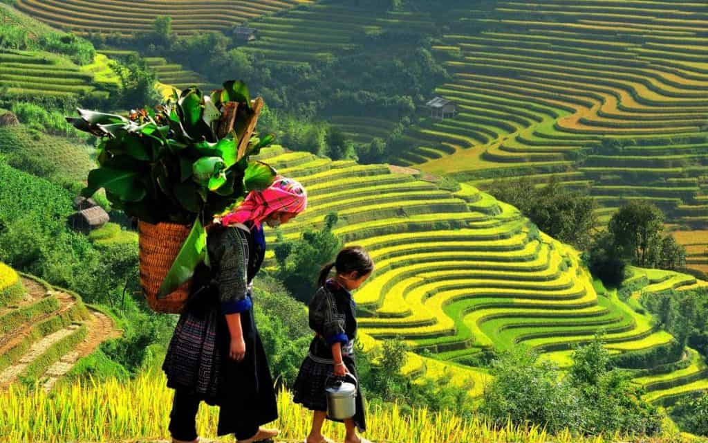 Terraced rice fields with lush greenery and vibrant landscapes in Sapa, Vietnam.