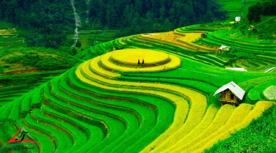 Terraced rice fields showcasing lush greenery and vibrant colors in Sapa, Vietnam.