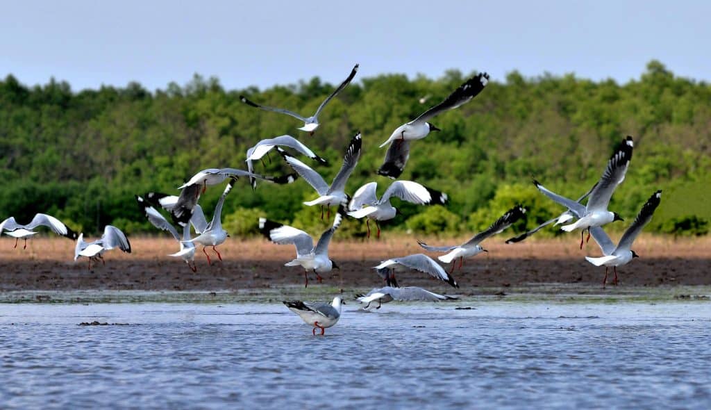 Birds flying over the Mekong River in Vietnam, showcasing the region's rich wildlife.