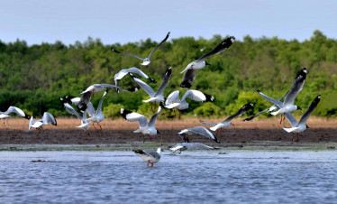 Birds flying over the Mekong River in Vietnam, showcasing the region's rich wildlife.