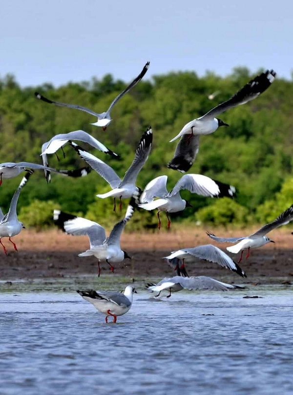 Birds flying over the Mekong River in Vietnam, showcasing the region's rich wildlife.