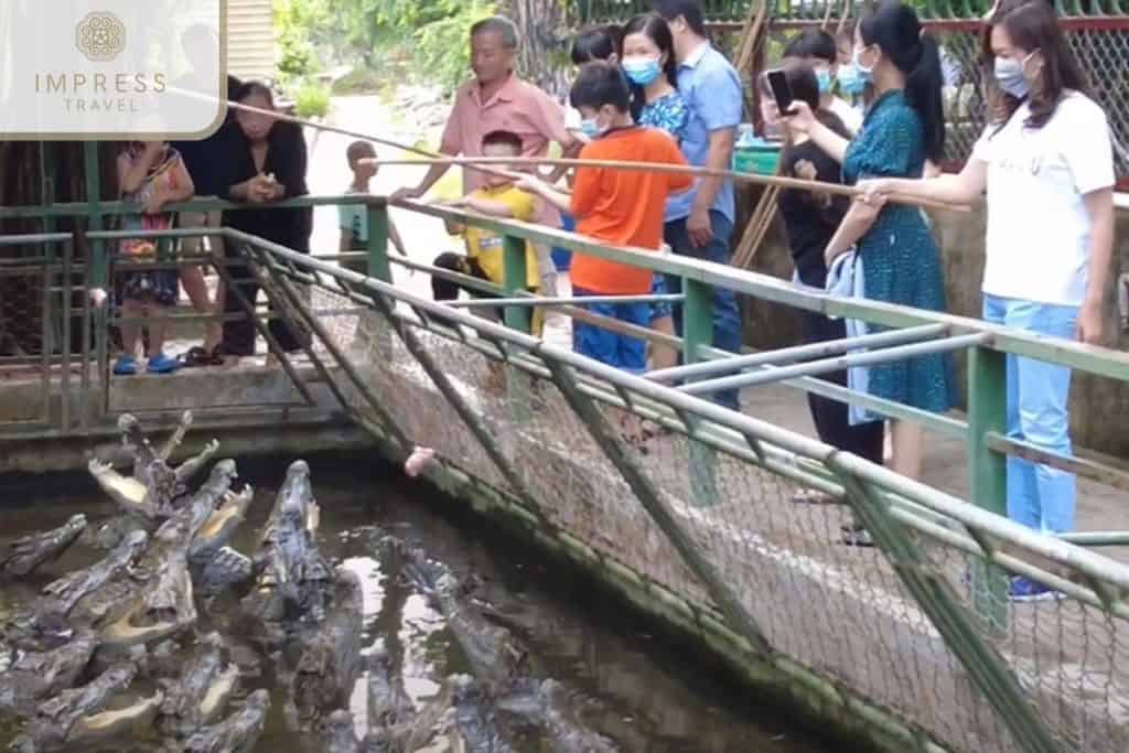 Mekong River wildlife feeding experience with tourists observing crocodiles up close.