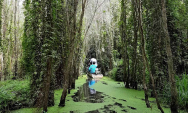 Mysterious forest trail in the Mekong Delta with lush greenery and tranquil waters.