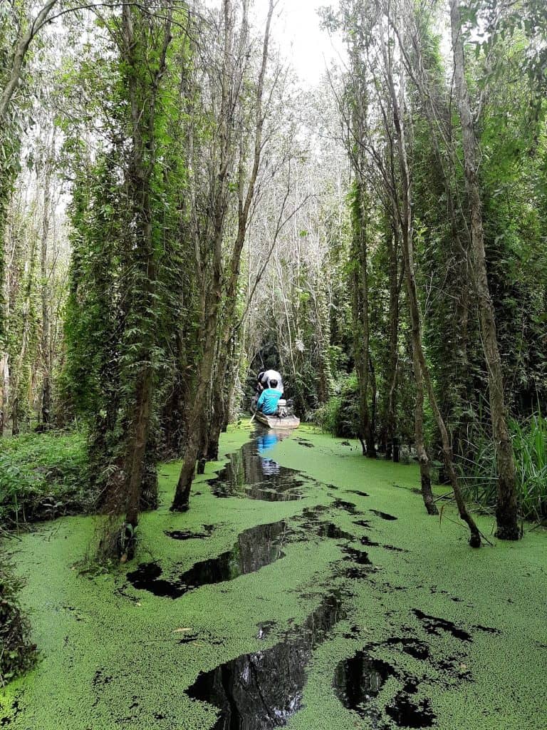 Mysterious forest trail in the Mekong Delta with lush greenery and tranquil waters.