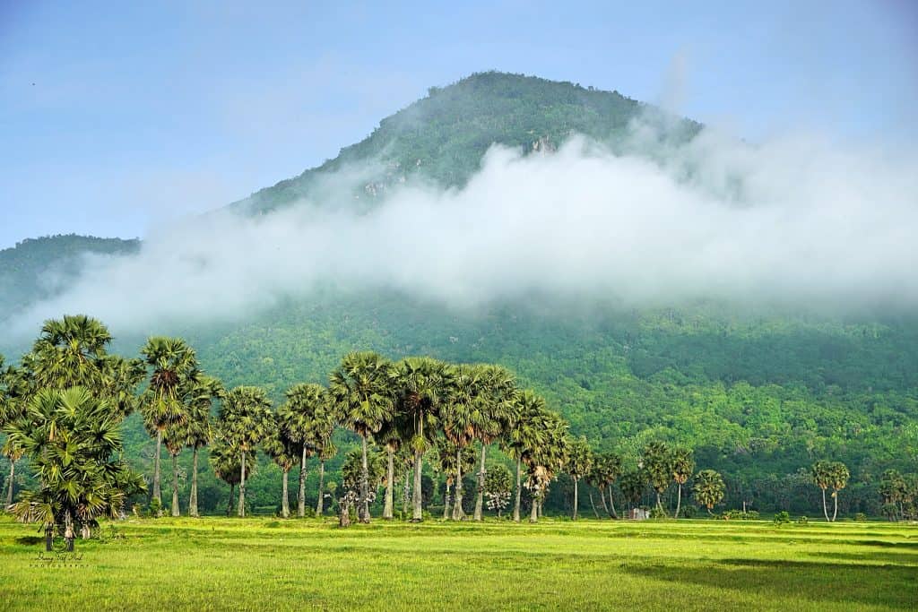 Misty mountain view over lush green Mekong Delta with palm trees, serene and picturesque scenery.
