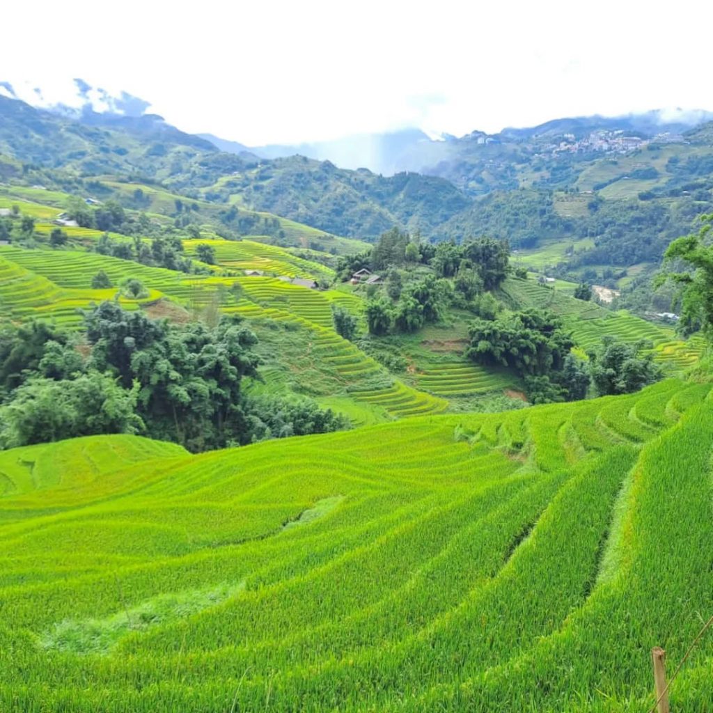 Lush green terraced rice paddies in Sapa evoke serenity and natural beauty.