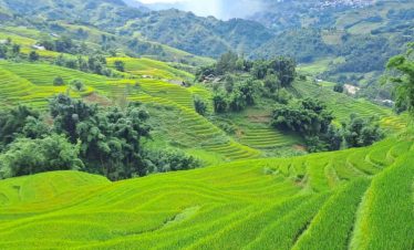 Lush green terraced rice paddies in Sapa evoke serenity and natural beauty.