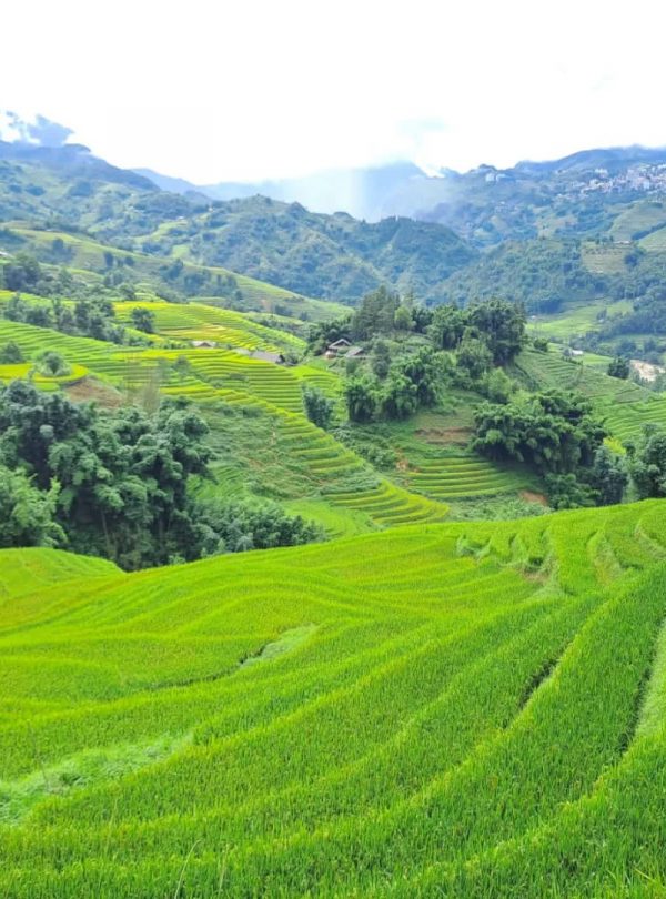 Lush green terraced rice paddies in Sapa evoke serenity and natural beauty.