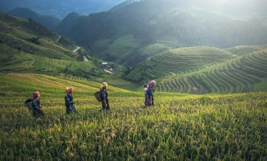 Rice terraces with hikers enjoying scenic views in Vietnam.