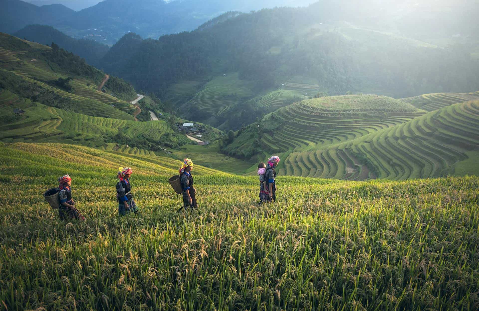 sapa-rice-terraces