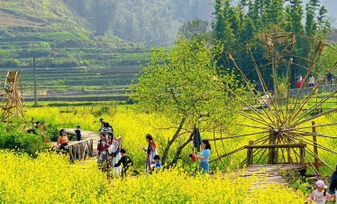 Spring rice terraces with vibrant yellow flowers and lush greenery in Vietnam.