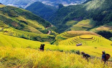 Terraced rice fields in Sapa showcasing stunning mountain scenery and vibrant green landscapes.