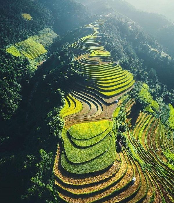 Aerial view of lush terraced rice paddies cascading down the mountainside in Sapa, showcasing stunni.